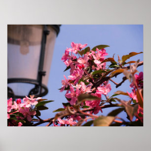Pink Tree Blossoms Photo Value Poster Papier
