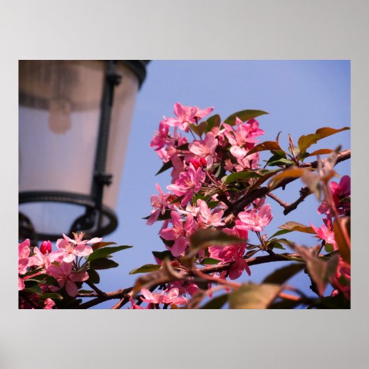 Pink Tree Blossoms Photo Value Poster Papier (Voorkant)