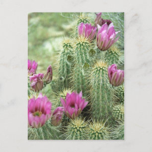 Pink Trill Bloom Cactus Arizona Foto Briefkaart
