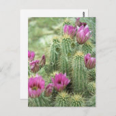 Pink Trill Bloom Cactus Arizona Foto Briefkaart (Voorkant / Achterkant)