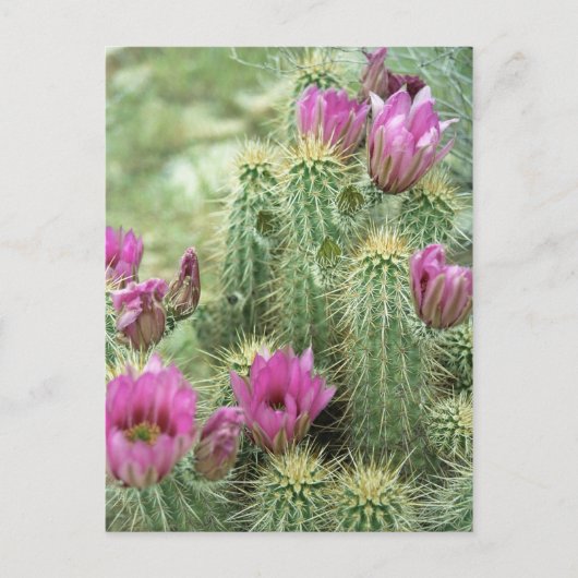 Pink Trill Bloom Cactus Arizona Foto Briefkaart (Voorkant)
