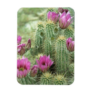 Pink Trill Bloom Cactus Decorative Fridge Magnets Magneet