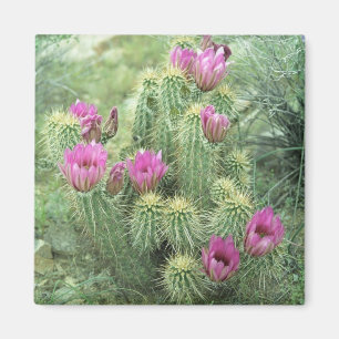 Pink Trill Desert Cactus koelkast Magnet