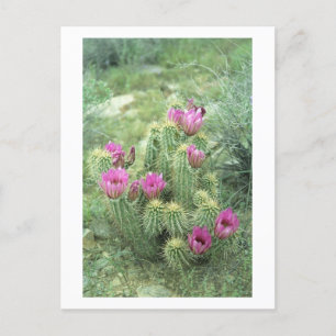 Pink Trill Desert Sonoran Arizona Foto Briefkaart