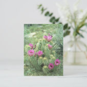Pink Trill Desert Sonoran Arizona Foto Briefkaart (Staand voorkant)