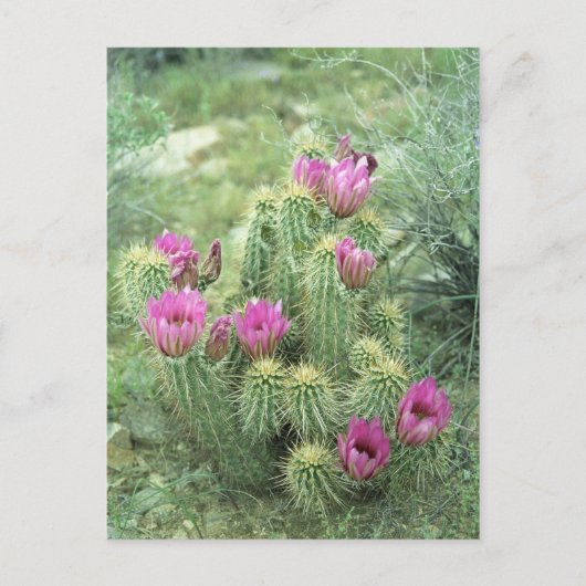 Pink Trill Desert Sonoran Arizona Foto Briefkaart (Voorkant)