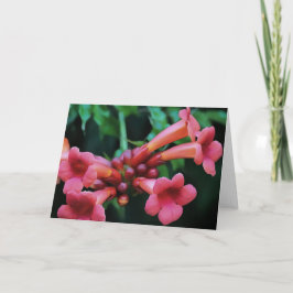 Pink Trumpet Honeysuckle Botanische Kunst Kaart