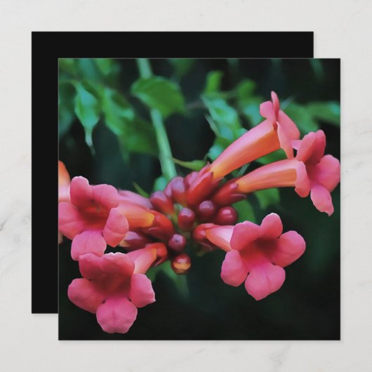 Pink Trumpet Honeysuckle Botanische Kunst Kaart (Voorkant / Achterkant)