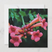 Pink Trumpet Honeysuckle Botanische Kunst Kaart (Voorkant)