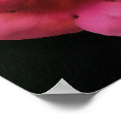 Pink Trumpet Honeysuckle Botanische Kunst Poster (Hoek)