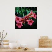 Pink Trumpet Honeysuckle Botanische Kunst Poster (Keuken)