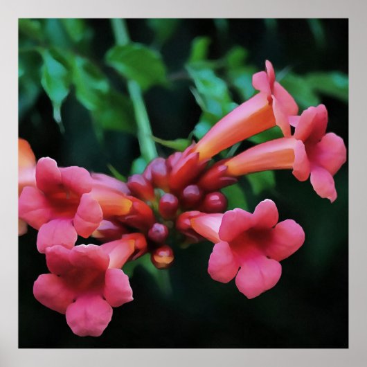 Pink Trumpet Honeysuckle Botanische Kunst Poster (Voorkant)