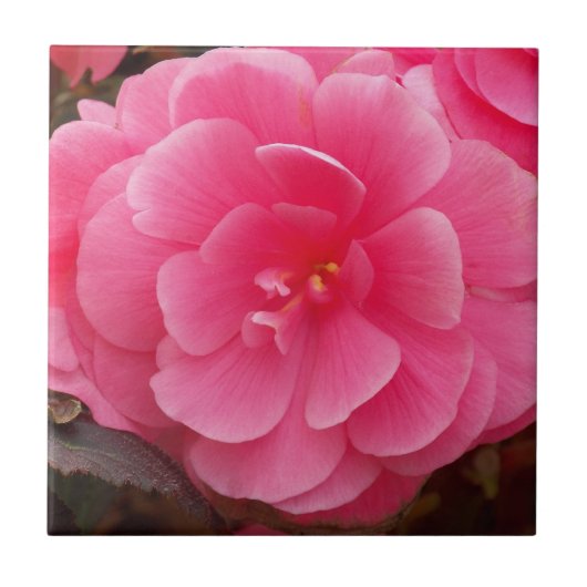 Pink Tuberous Begonia Floral Tegeltje (Voorkant)