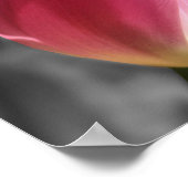 Pink Tulip Flower Partial Color Poster (Hoek)