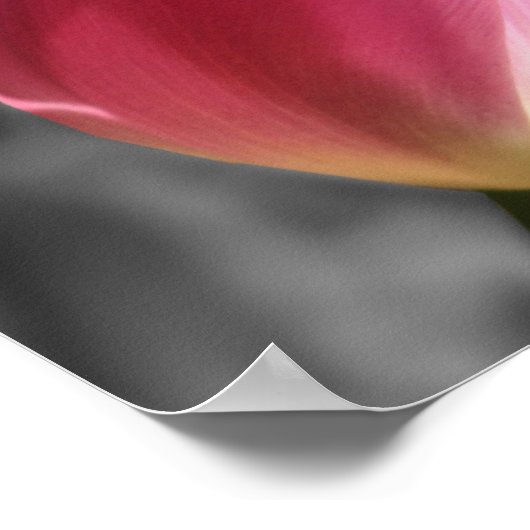 Pink Tulip Flower Partial Color Poster (Hoek)