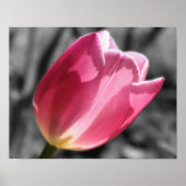 Pink Tulip Flower Partial Color Poster (Voorkant)