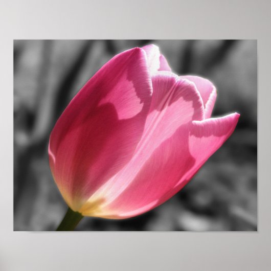 Pink Tulip Flower Partial Color Poster (Voorkant)