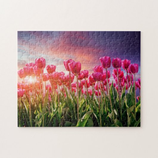 Pink Tulip Flowers Sunset Natuur Nederland Legpuzzel (Horizontaal)