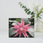 Pink Variegated Bromeliad Briefkaart (Staand voorkant)