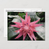 Pink Variegated Bromeliad Briefkaart (Voorkant / Achterkant)
