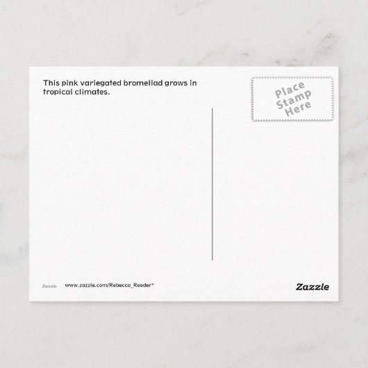 Pink Variegated Bromeliad Briefkaart (Achterkant)