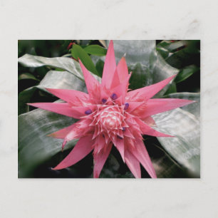 Pink Variegated Bromeliad Briefkaart