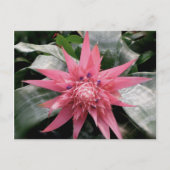 Pink Variegated Bromeliad Briefkaart (Voorkant)