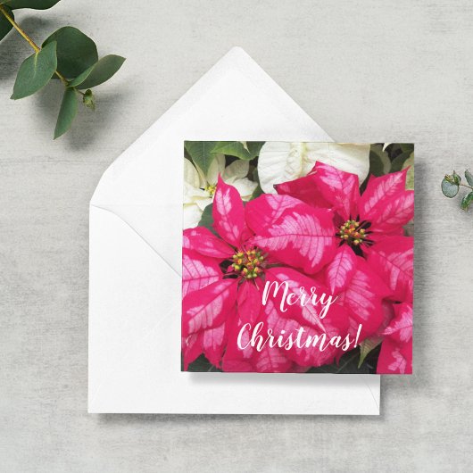 Pink Variegated Poinsettias Personalized Holiday Notitiekaartje