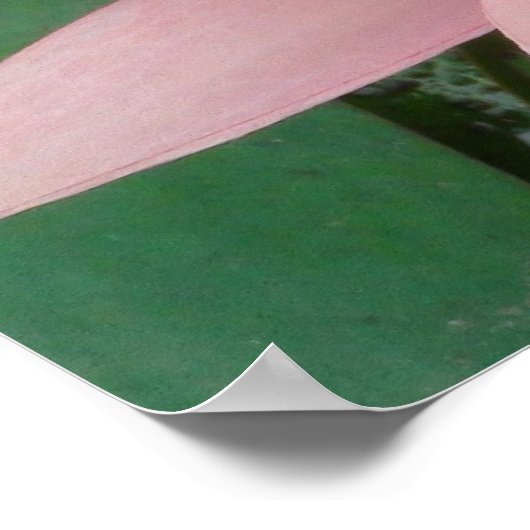 Pink Water Lilies Splendor Poster (Hoek)