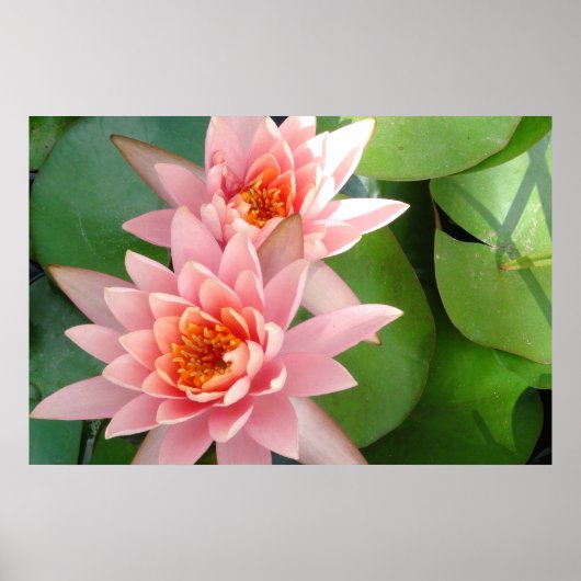 Pink Water Lilies Splendor Poster (Voorkant)