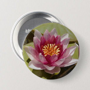 Pink Water Lily Close-up foto Ronde Button 7,6 Cm