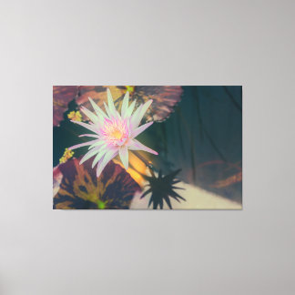 Pink Water Lily in the Pond Canvas Afdruk