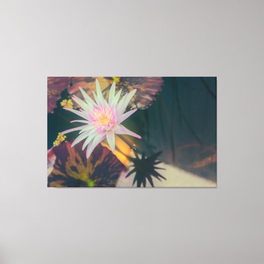 Pink Water Lily in the Pond Canvas Afdruk (Voorkant)