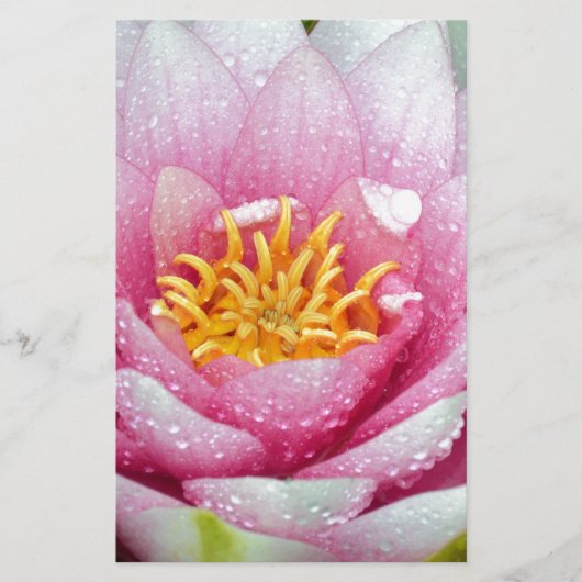 PInk-waterliebloem Briefpapier (Voorkant)