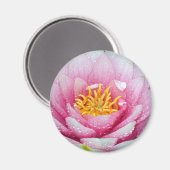 PInk-waterliebloem Magneet (Voorkant / Achterkant)