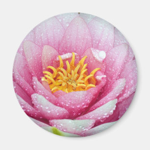 PInk-waterliebloem Magneet