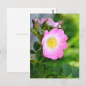 Pink Wild Tea Roos Blossom Briefkaart (Voorkant / Achterkant)