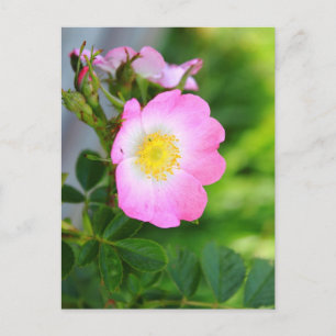 Pink Wild Tea Roos Blossom Briefkaart