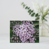 Pink Yarrow, Unalaska Island Briefkaart (Staand voorkant)