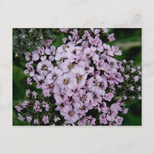 Pink Yarrow, Unalaska Island Briefkaart