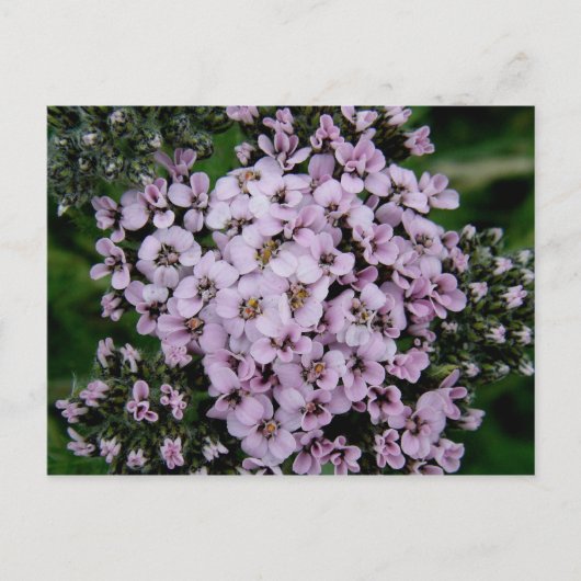 Pink Yarrow, Unalaska Island Briefkaart (Voorkant)