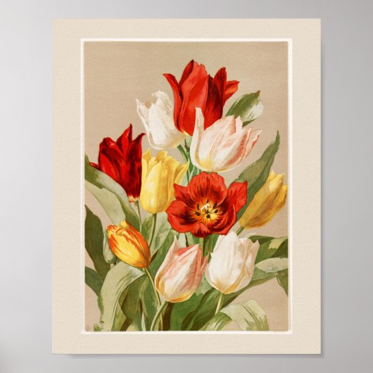 Pink, Yellow, White & Red Tulips Poster (Voorkant)