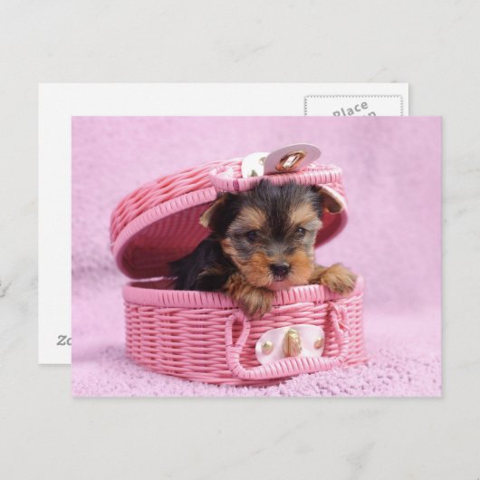 Pink Yorkie Briefkaart (Voorkant / Achterkant)