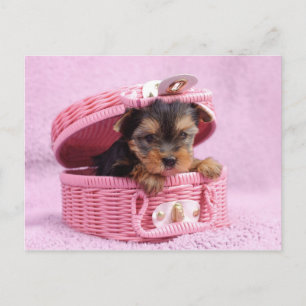 Pink Yorkie Briefkaart