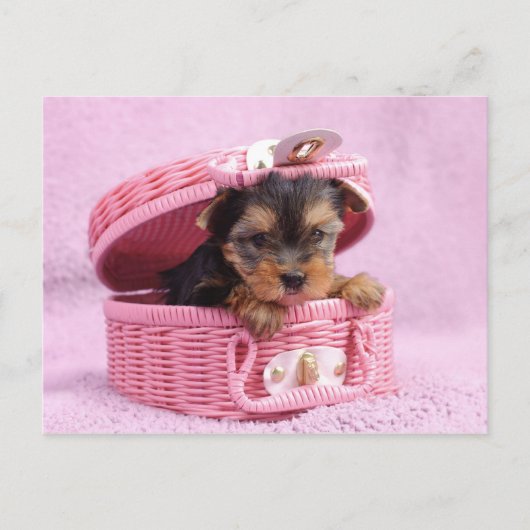 Pink Yorkie Briefkaart (Voorkant)