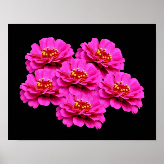 Pink Zinnia Flower Bouquet Poster (Voorkant)