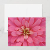 Pink Zinnia Flower Postcard Briefkaart (Voorkant / Achterkant)
