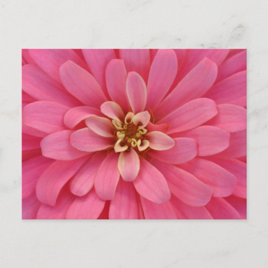 Pink Zinnia Flower Postcard Briefkaart (Voorkant)