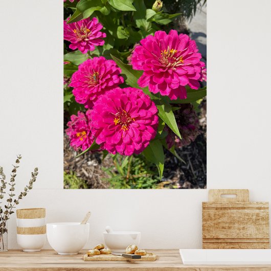 Pink Zinnia Flower Poster (Keuken)