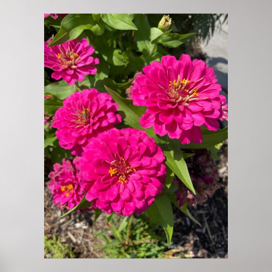Pink Zinnia Flower Poster (Voorkant)